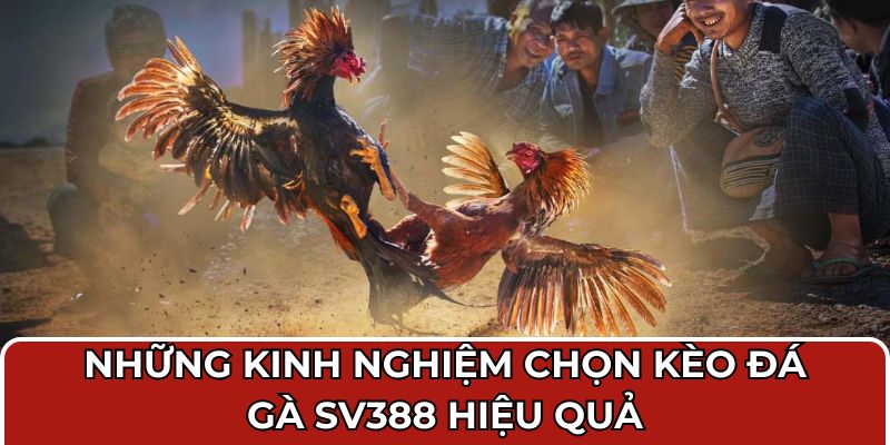 Những kinh nghiệm chọn kèo đá gà SV388 hiệu quả