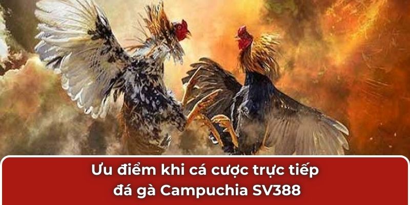 Ưu điểm khi cá cược trực tiếp đá gà Campuchia SV388